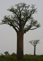 madagaskar-baobab.jpg