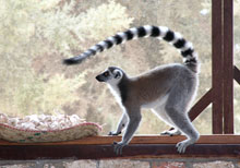 madagaskar-lemur.jpg