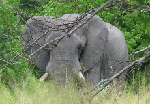 okavango-slon.jpg