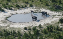 okavango-slonie.jpg