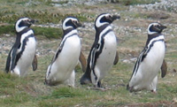 patagonskie pingwiny magellana.jpg