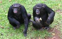 u-szympansy.jpg